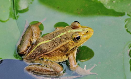 印度池塘里的黄色青蛙充满活力地吸引着雌性牛蛙