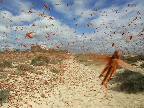 数亿蝗虫大军抵达印度首府勒克瑙