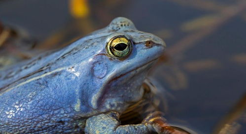 700年来首见 蓝色青蛙再现 