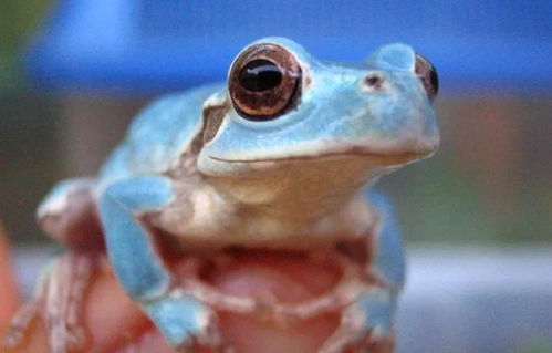 日本雨蛙 天蓝色的青蛙,你见过吗 神奇动物在这里
