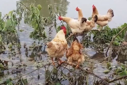 湖北 鸡坚强 洪水中被困枝头8天,村民划船解救
