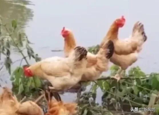 洪水中的 鸡坚强 被困在树枝上已经守望8天 网友 心疼