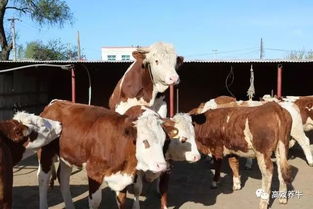 养牛人注意 母牛秋季配种四大要点 切记