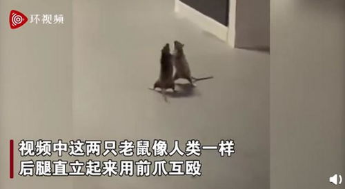 两只老鼠站立互殴一旁猫咪被吓傻 网友脑补剧情很搞笑