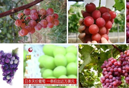 日本天价葡萄一串8.5万元 系一种高端葡萄品种 浪漫红宝石