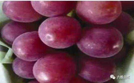 日本天价葡萄一串130万日元,8.5万元人民币,是哪种葡萄