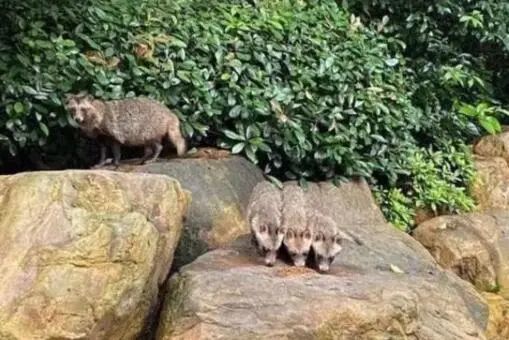 上海一社区现在有大量野生浣熊 居民吓得不敢下楼!(上海第一社区)
