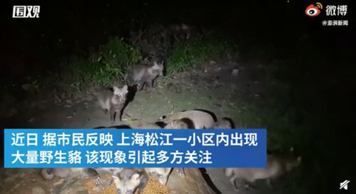 上海一小区现大量野生貉 还一起抢食猫粮,最新进展来了 