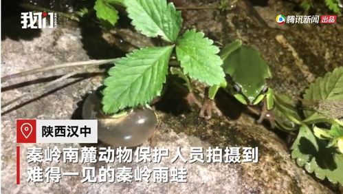 秦岭深处发现珍贵雨蛙 工作人员凑近拍下超罕见 唱歌 画面