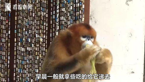 陕西某村出现一只金丝猴,还在村民家吃喝不走