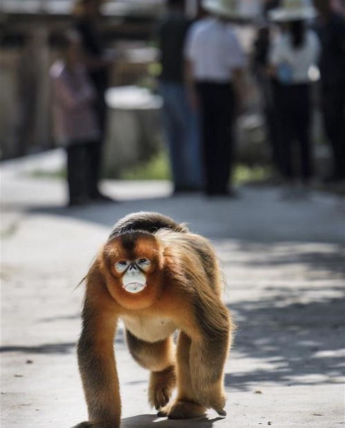 陕西某村出现一只金丝猴,还在村民家吃喝不走