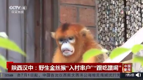 金丝猴进村蹭吃蹭喝不肯走 村民纷纷投喂