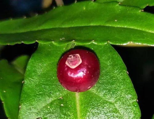 树叶上开花结果 青城山首次发现神秘植物 叶上珠