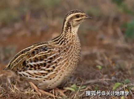 奇异 买鹌鹑蛋忘记煮 十天后孵出一窝小鹌鹑 来领养一只吧