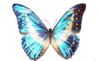 世界上第一只美丽的蝴蝶是什么?(世界上最美丽的女孩)