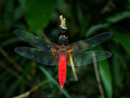 海口五源河发现红腹异蜻 刷新海南蜻蜓种类新纪录 