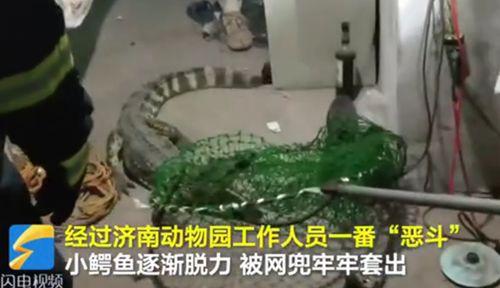 家中床下突现1米多长鳄鱼 已被捕捉无人员伤亡