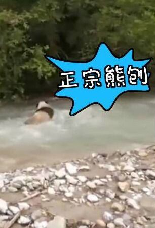 萌化众人 大熊猫在河里冲浪上演国宝式狗刨,网友 靠吨位稳住了