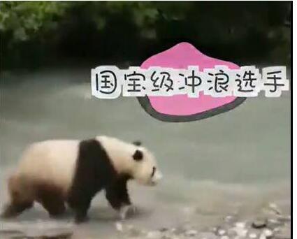 大熊猫河里冲浪上演国宝式狗刨