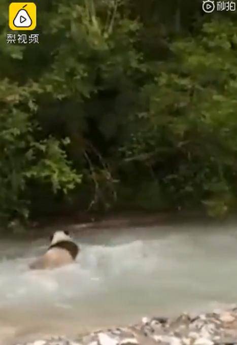 大熊猫河里冲浪上演国宝式狗刨,网友 请国宝在游泳时注意下美感
