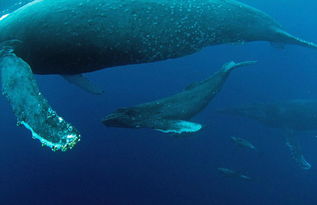 三头杀人鲸围捕座头鲸母子 渔夫拍下罕见照片