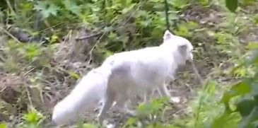 青岛崂山惊现大量北极狐 银黑狐出没 大多很虚弱,有的断腿,有的缺块耳朵 