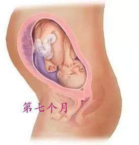 图解胎儿在母亲腹中发育过程 