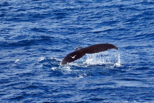 澳女子被鲸鱼一尾巴拍断肋骨, 与鲸同游 伴随惊险 