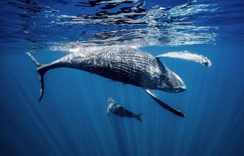 全世界鲸鱼的种类和详细简介 