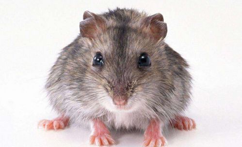 老鼠是害虫,人类可以将它完全消灭吗 科学家 人类也无法幸免