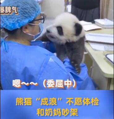 大熊猫宝宝和饲养员吵架全过程