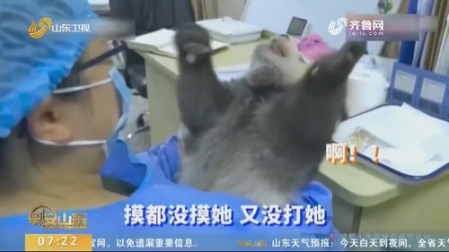 四川成都 小熊猫体检时闹情绪 开口跟 奶妈 吵个不停