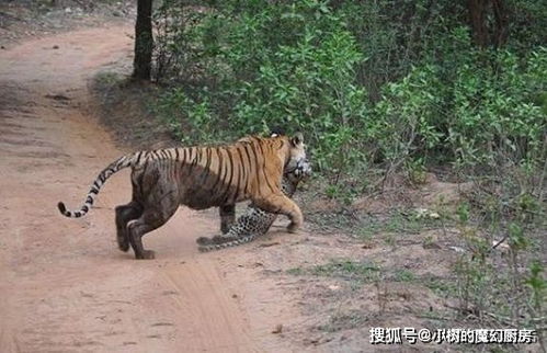 花豹出门觅食偶遇老虎,直接猖狂的打了上去,最后结果可想而知