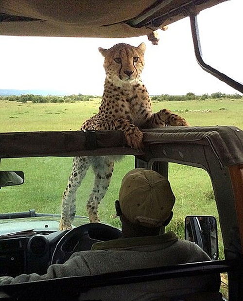 大爷坐车欣赏野生动物,身旁却出现一头豹子,不由捏了把汗