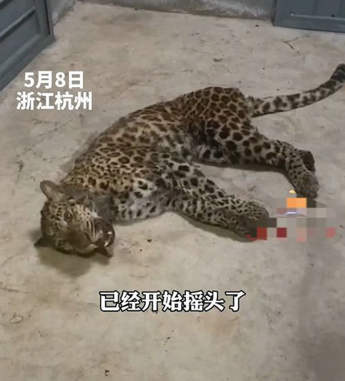 杭州第二只逃跑豹子疑似与四只烈性犬搏斗 毫无招架能力