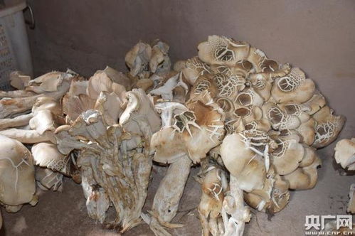 云南冲麦村发现156公斤野生菌(云南八麦村卖过村)