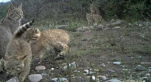 高原喵星人 祁连山国家公园五只荒漠猫罕见同框 