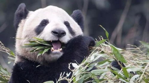 竹子只够吃到9月 两只旅加大熊猫面临 断粮 危机,网友直呼心疼