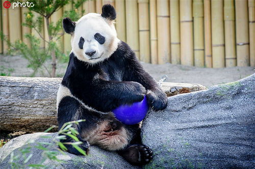 吃不到新鲜竹子 旅加大熊猫 二顺 和 大毛 提前回国