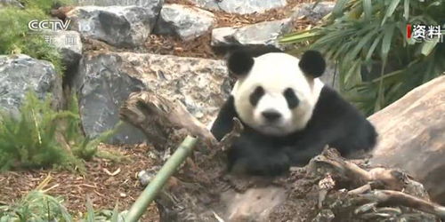 吃不到新鲜竹子 旅加大熊猫将提前回国