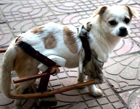 男子开车把狗撞成残疾,可狗狗却3年每天拖着轮椅陪在男子身边 