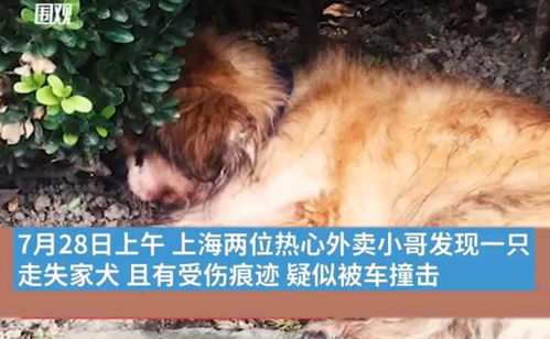 上海首例养犬人遗弃犬只案 罚500元吊销犬证,你怎么看