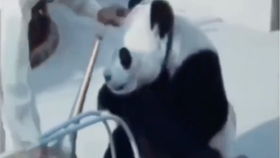 70年代的大熊猫街头杂耍 原来现在大熊猫们安逸的生活那都是老前辈一个桶一个桶滚出来的