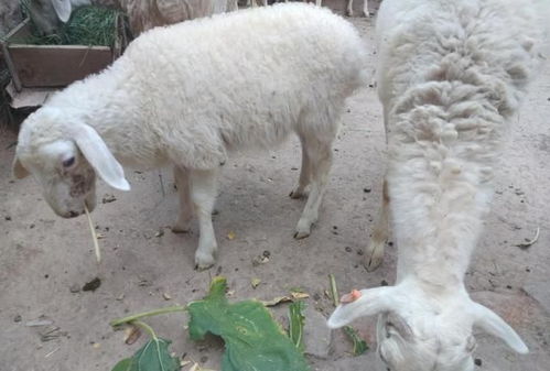 羊价下跌,1只羊少赚200元,养殖户该坚持还是放弃