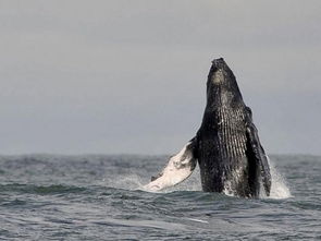 内心10000点伤害 鲸鱼跃出水面遭游客无视每逢鲸鱼迁徙的季节,都是前往澳大利亚观鲸的好时机,但 天时
