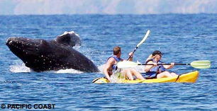 美国一对游客与驼背鲸 亲密接触
