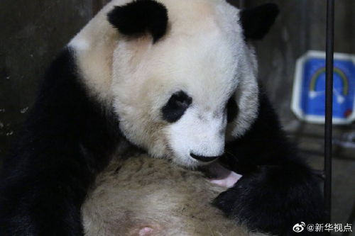 2020年首只秦岭大熊猫宝宝诞生 秦岭大熊猫家族实现四世同堂 