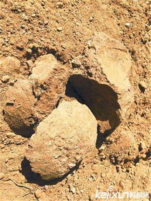 修路挖恐龙蛋化石 石疙瘩是难得的化石
