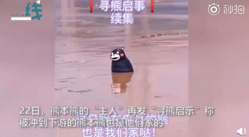 重庆还有一只熊本熊在漂流 请长江下游居民帮寻找 二熊