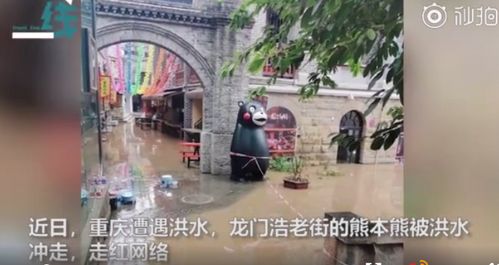 重庆还有一只熊本熊在漂流 请长江下游居民帮寻找 二熊
